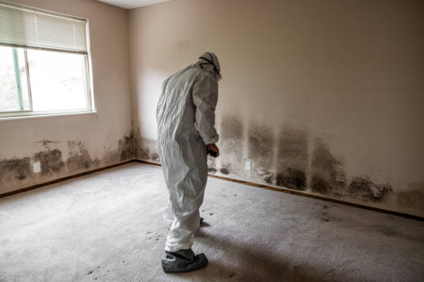 Best Commercial Mold Remediation in USA